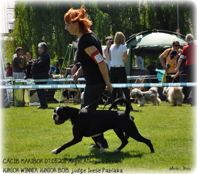 Cacib Maribor 2011, Junior BOB